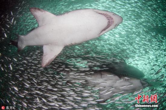 资料图：2018年7月27日消息，美国水下摄影师Joseph Tepper前往北卡罗来纳州海域潜水，在那里他目睹了一群虎鲨邂逅鱼群风暴的震撼一幕。当时，数百万只小鱼聚集成一个巨大的风暴旋涡，内部形成一条隧道，虎鲨穿梭其中仿若大王巡视，场面格外震撼。图片来源：东方IC 版权作品 请勿转载